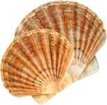 shell image